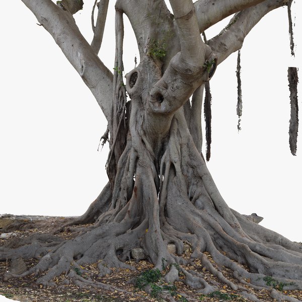 big tree old ficus 3D model