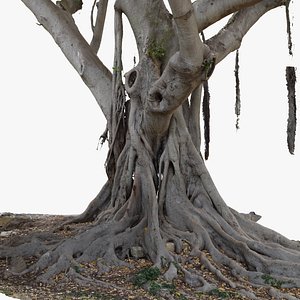 Giant Old Ficus Tree 5x24k textures RAW 3D scan