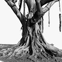 Giant Old Ficus Tree 5x24k textures RAW 3D scan