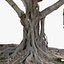 big tree old ficus 3D model