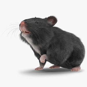 Syrian Teddy Bear Hamster Black