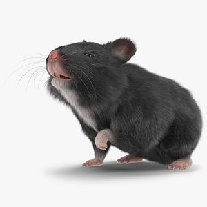 Syrian Teddy Bear Hamster Black