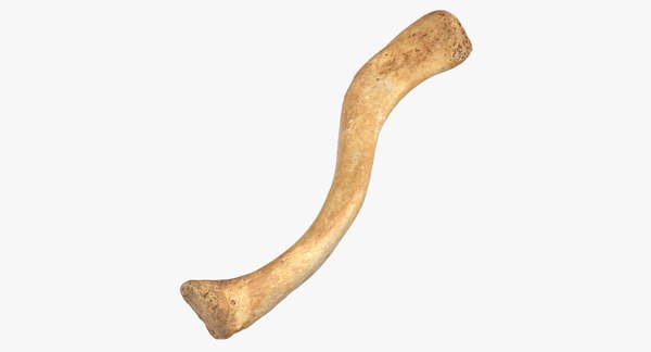 Ossos De Clavicula Reais Fratura Da Clavícula: Saiba Tudo Sobre A