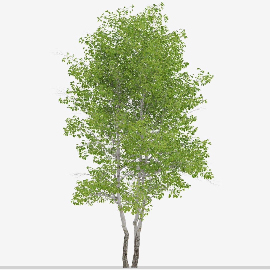 3D Set Of Himalayan Birch Or Betula Utilis Trees - 2 Trees Model ...