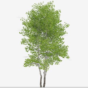 3D Set of Himalayan Birch or Betula utilis Trees - 2 Trees model