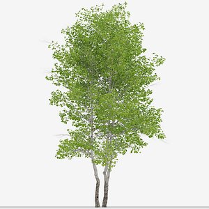 Set of Himalayan Birch or Betula utilis Trees - 2 Trees