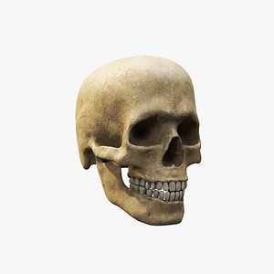 human skull v4 3D model