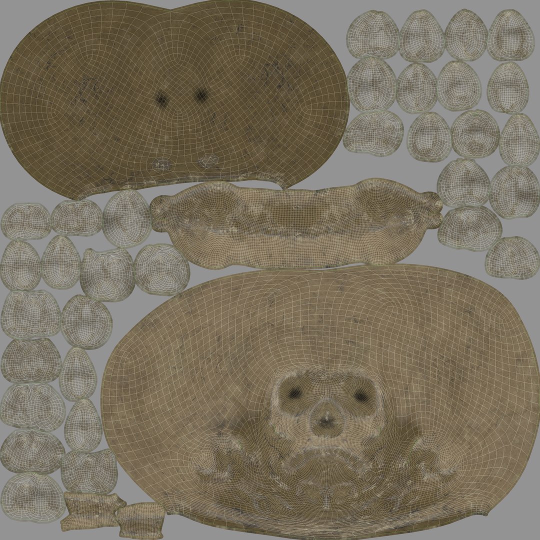 human skull v4 3D model https://p.turbosquid.com/ts-thumb/Dw/IuW2JH/0anv7BxR/uvw_011/jpg/1607648033/1920x1080/fit_q87/e31b564f64be224db41a3f87f0344831cd38d1da/uvw_011.jpg
