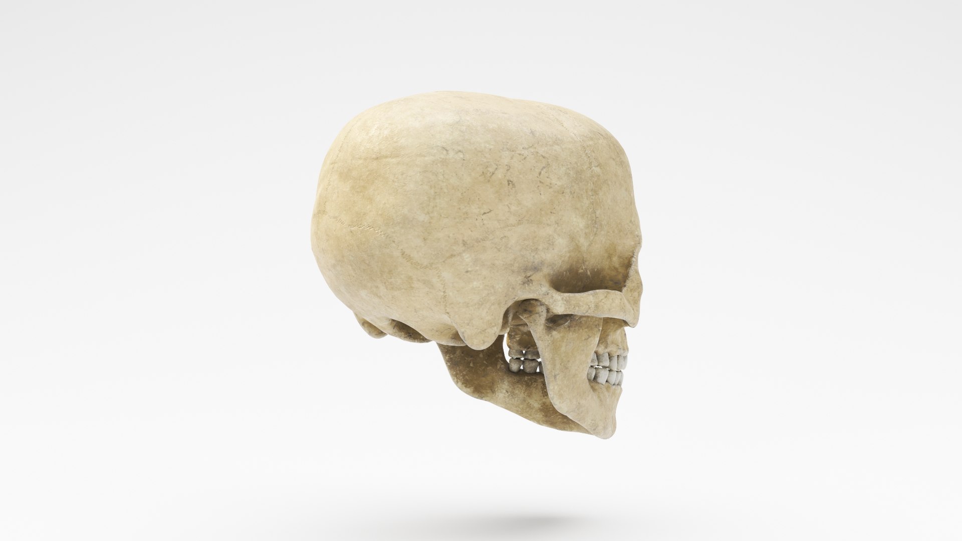 human skull v4 3D model https://p.turbosquid.com/ts-thumb/Dw/IuW2JH/LrOqmycu/skullv4_05/jpg/1607648033/1920x1080/fit_q87/57a0eba7f40f98f07e284e3a380ddb61134aa520/skullv4_05.jpg