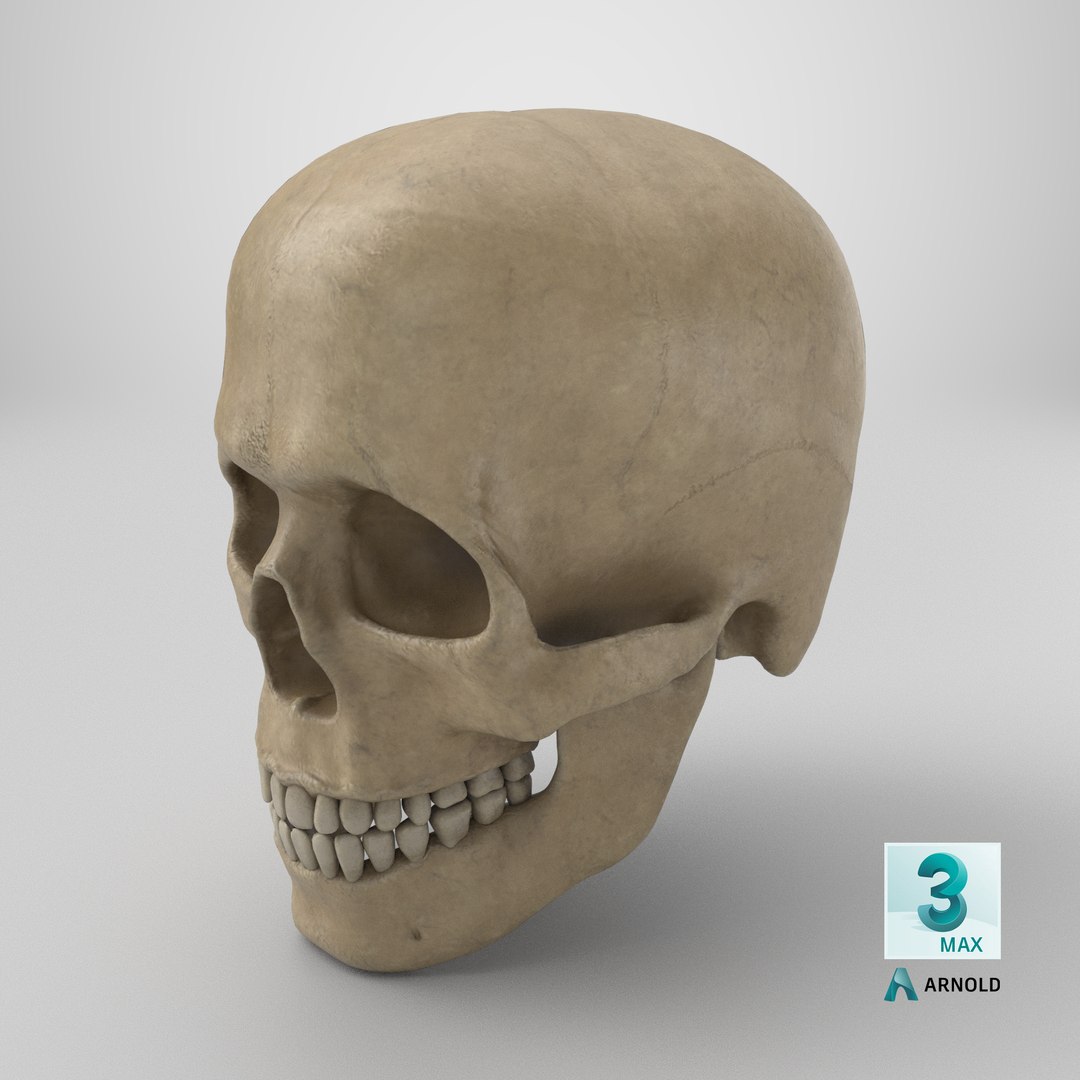 human skull v4 3D model https://p.turbosquid.com/ts-thumb/Dw/IuW2JH/PK/stemcell_max_arnold_render/png/1712156099/1920x1080/fit_q87/cd8210c2669295794494e6f443ea74556c28eb1c/stemcell_max_arnold_render.jpg