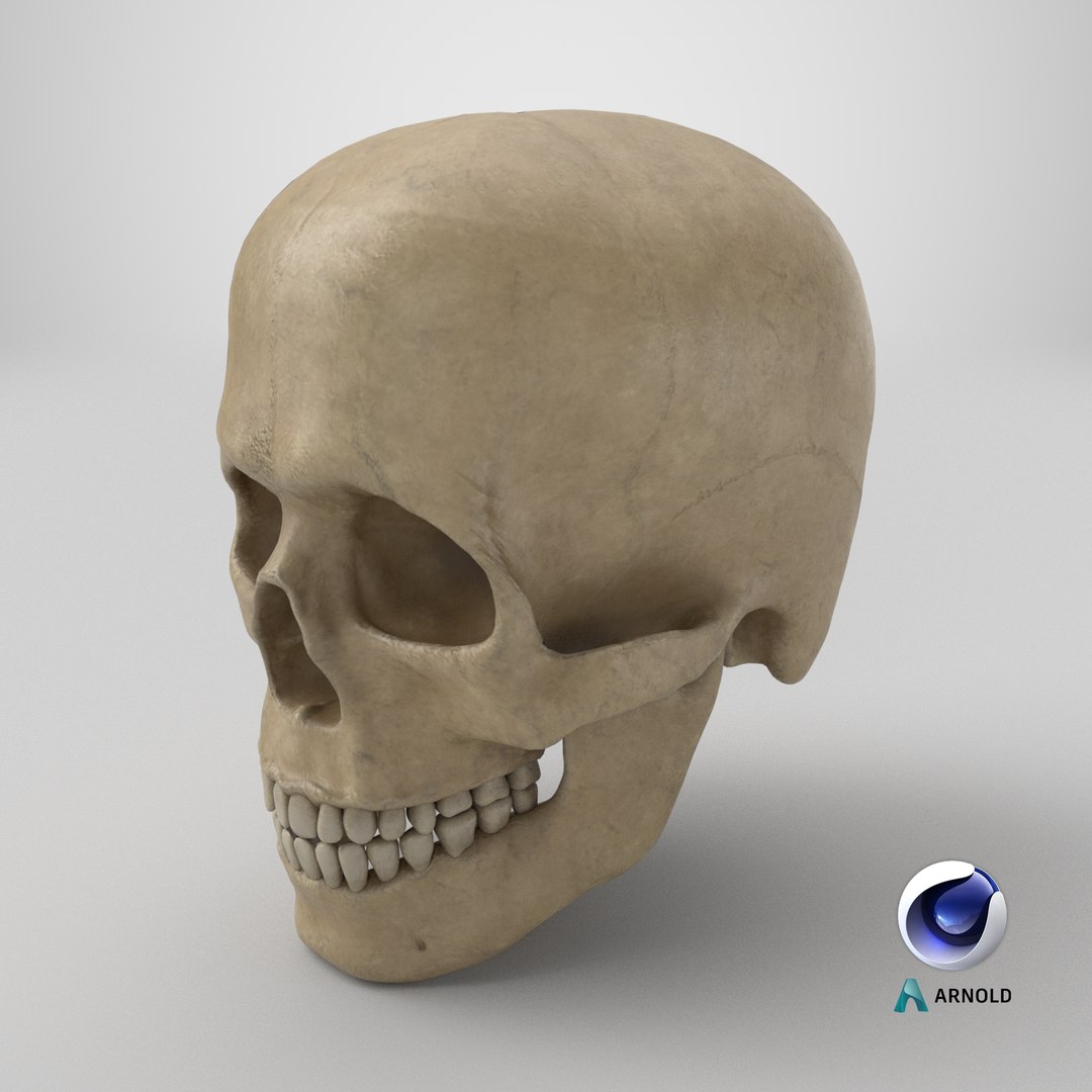 human skull v4 3D model https://p.turbosquid.com/ts-thumb/Dw/IuW2JH/RQ/stemcell_cinema_4d_arnold_render/png/1712156092/1920x1080/fit_q87/bfe2e34d43743f6a95be505ee8aea2a761b95798/stemcell_cinema_4d_arnold_render.jpg
