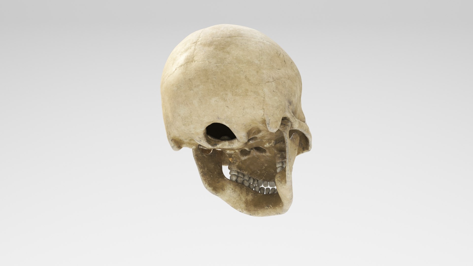 human skull v4 3D model https://p.turbosquid.com/ts-thumb/Dw/IuW2JH/bliljFVP/skullv4_04/jpg/1607648033/1920x1080/fit_q87/ab773edbfcf77250920e516b22004f684d22cb9b/skullv4_04.jpg