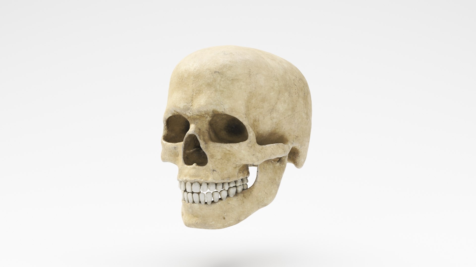 human skull v4 3D model https://p.turbosquid.com/ts-thumb/Dw/IuW2JH/vzJiLru5/skullv4_012/jpg/1607648033/1920x1080/fit_q87/070ed1c61be1e211835e1db0cd551d43aff2bc2c/skullv4_012.jpg
