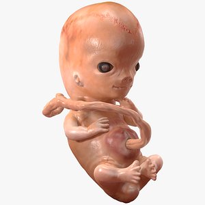 3D model human embryo 8 weeks