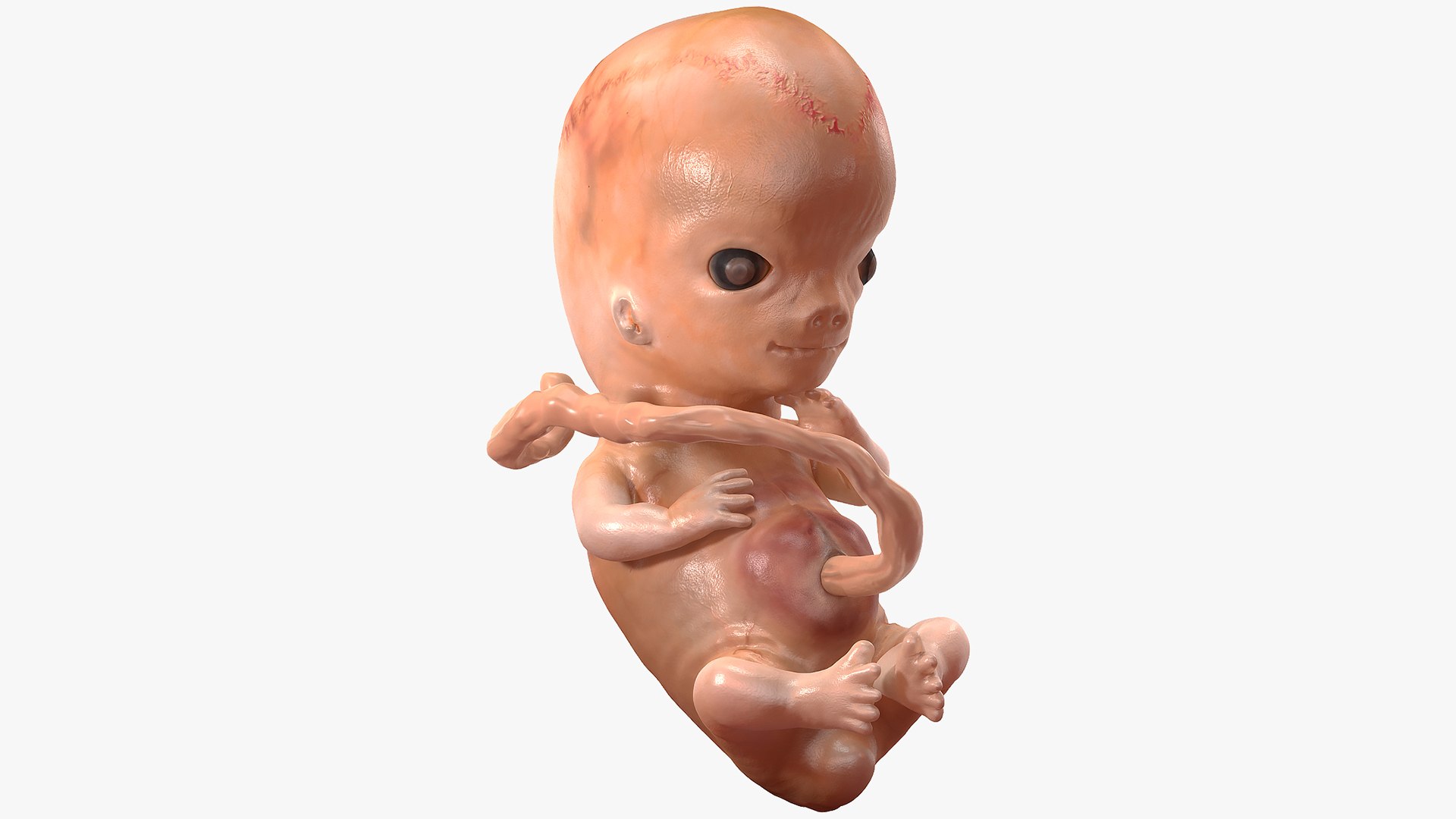 3D Model Human Embryo Weeks TurboSquid 1659482
