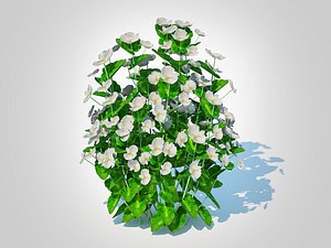 3D Begonia semperflorens - white model