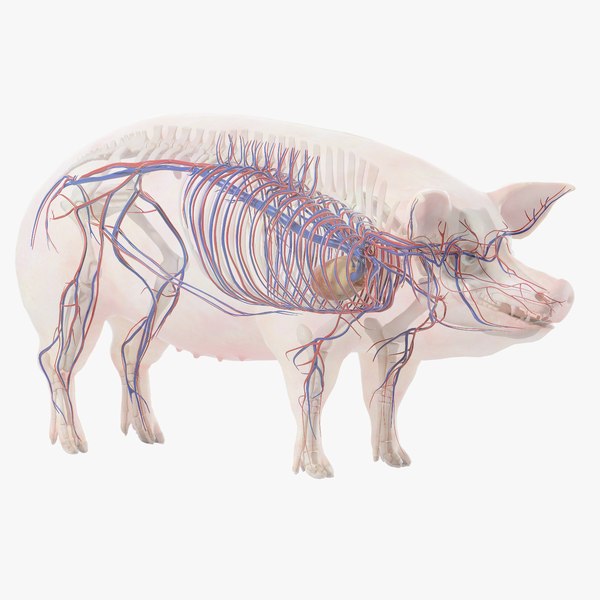 Animal Anatomy 3D Models for Download TurboSquid