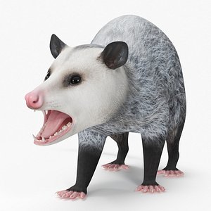 Opossum in Attacking Pose