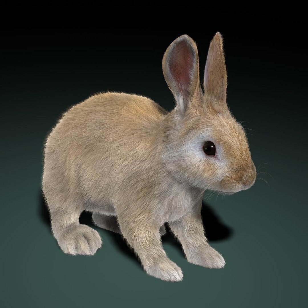 3d model rabbit cream fur animation