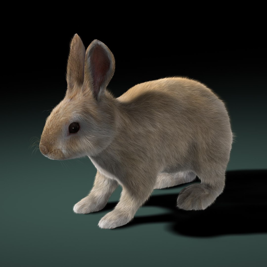 3d model rabbit cream fur animation