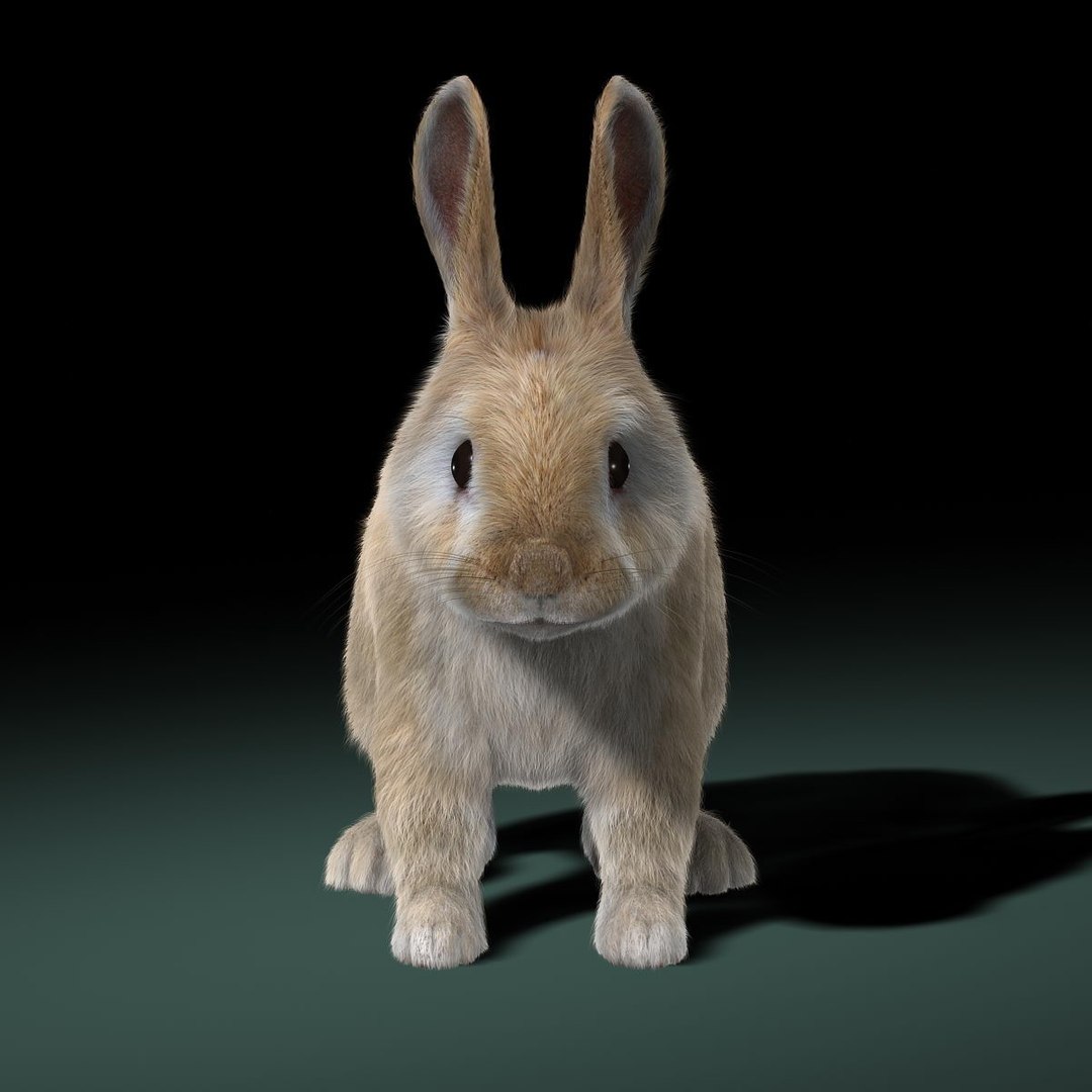 3d model rabbit cream fur animation