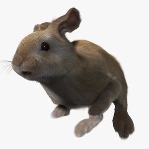 3d model rabbit cream fur animation