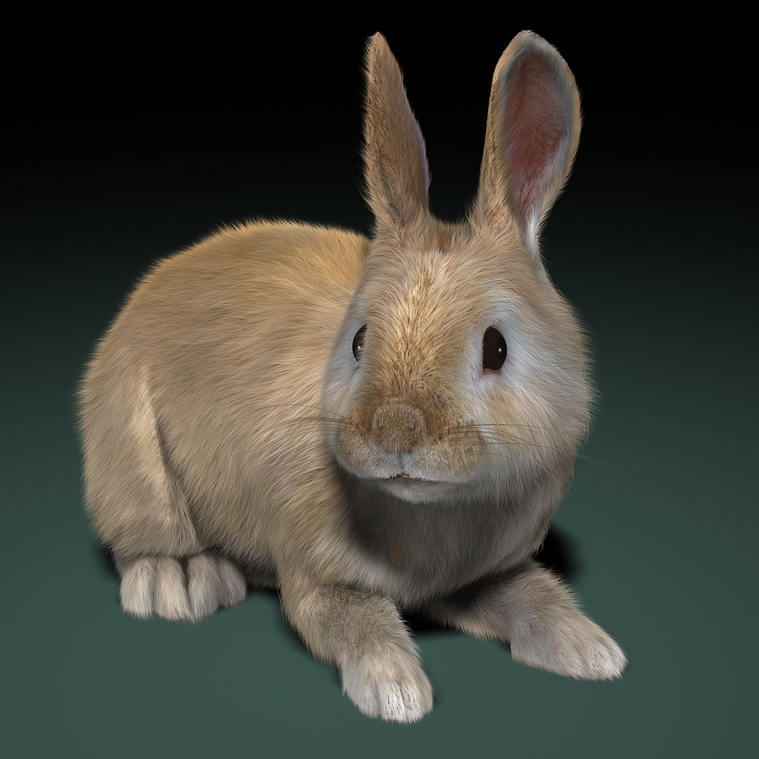 3d model rabbit cream fur animation