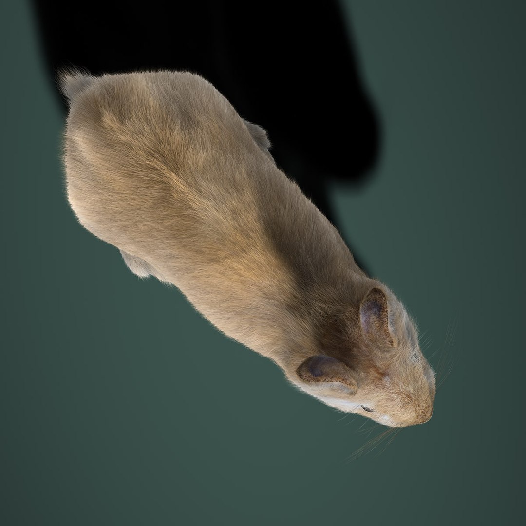 3d model rabbit cream fur animation