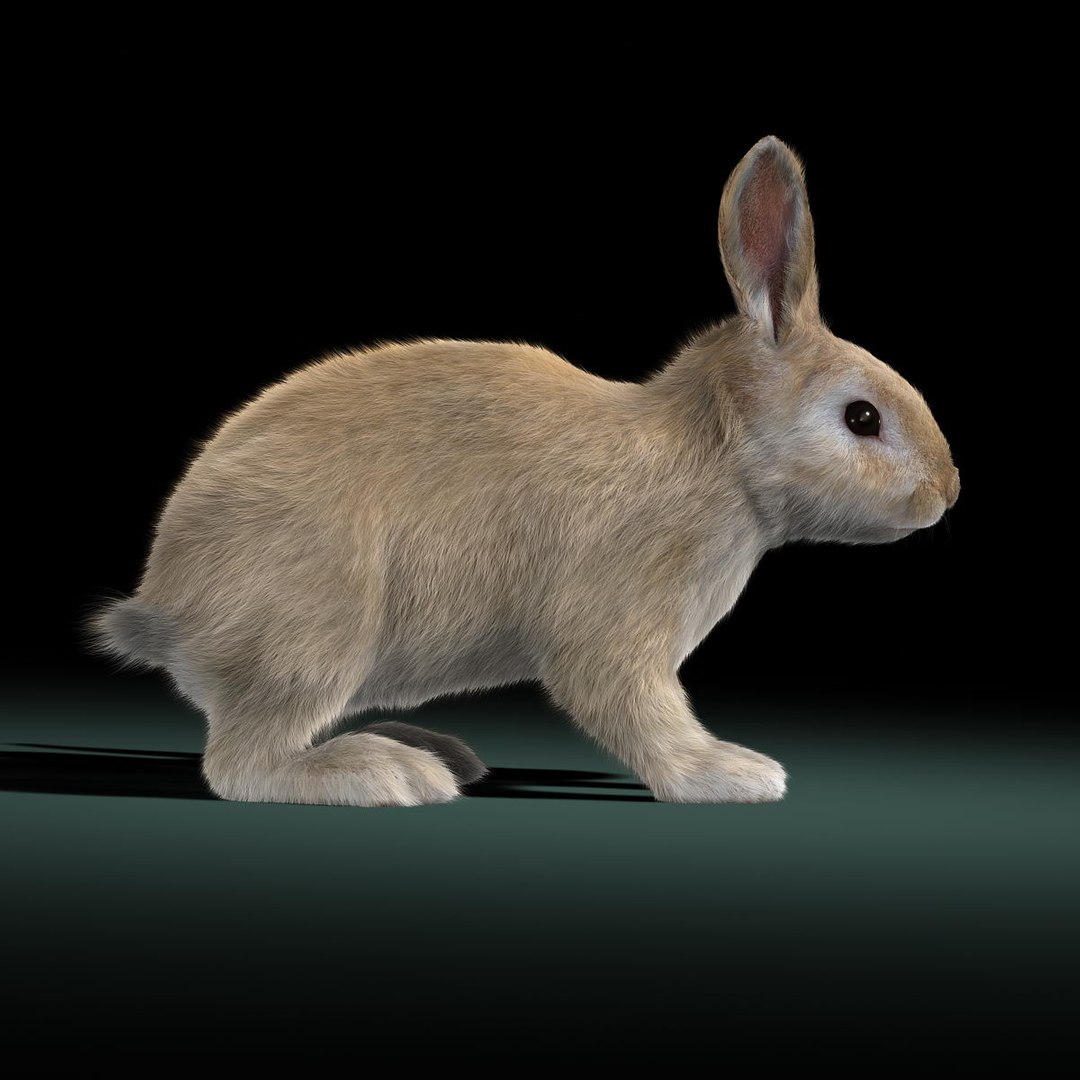 3d model rabbit cream fur animation