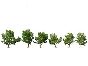 3D Platanus acerifolia - London plane 04