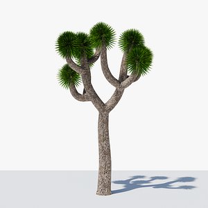 Joshua Tree or Yucca Palm v5