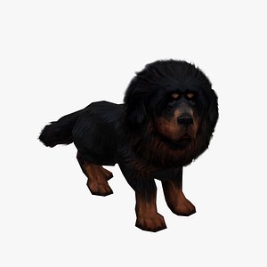 Tibetan Mastiff Dog