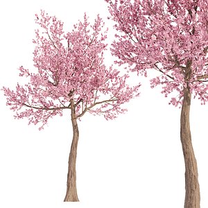 Sana Cherry Tree Spring vol 85 3D model
