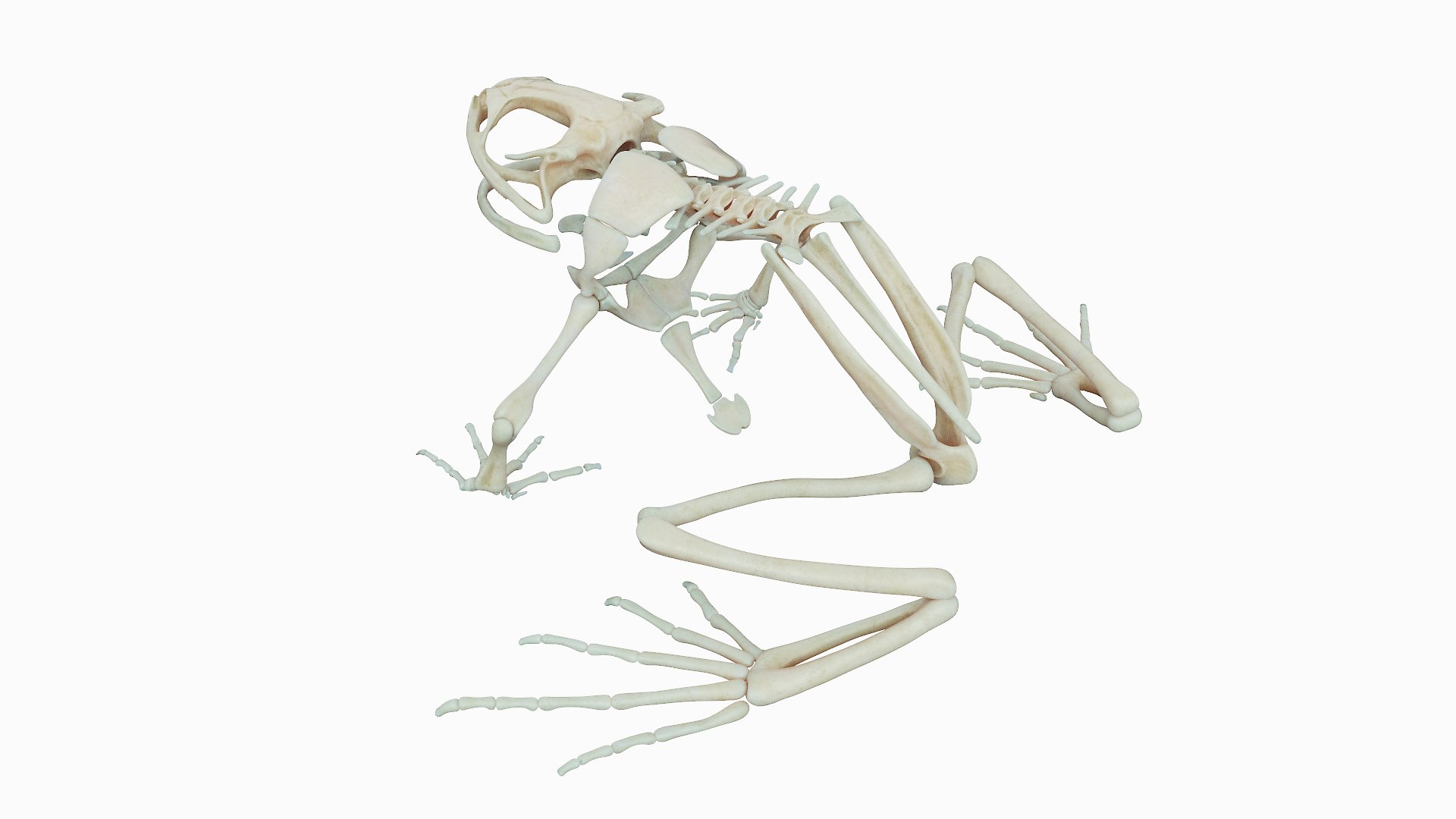 Frog Body Skeleton and Lymphatic System Static model https://p.turbosquid.com/ts-thumb/Dx/MBXa03/4i/frog_anatomy_anatomy2f_skeleton0003/jpg/1654411226/1920x1080/fit_q87/26c733032caabe92f521a4fca5d17cf2893e9c10/frog_anatomy_anatomy2f_skeleton0003.jpg