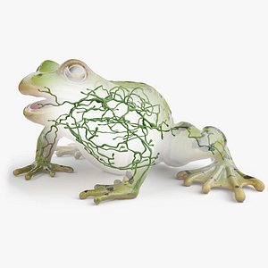 Frog Body Skeleton and Lymphatic System Static model