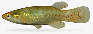 fundulus chrysotus golden topminnow fbx