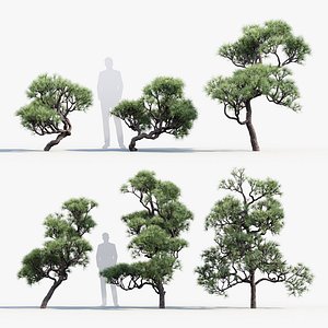 Pinus thunbergii Japanese black pine 01 3D model