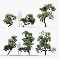 Pinus thunbergii Japanese black pine 01