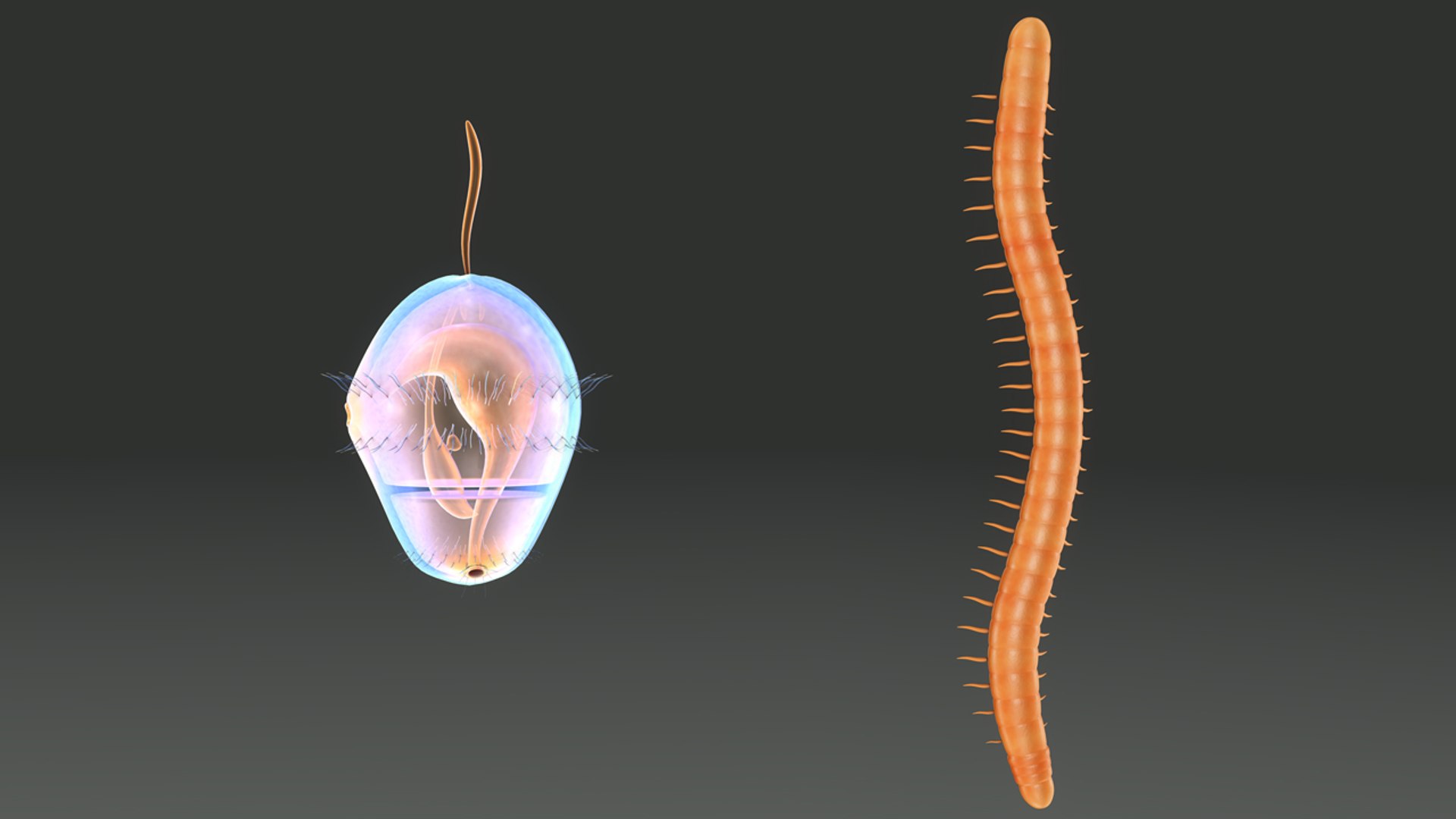 obj trochophore larva