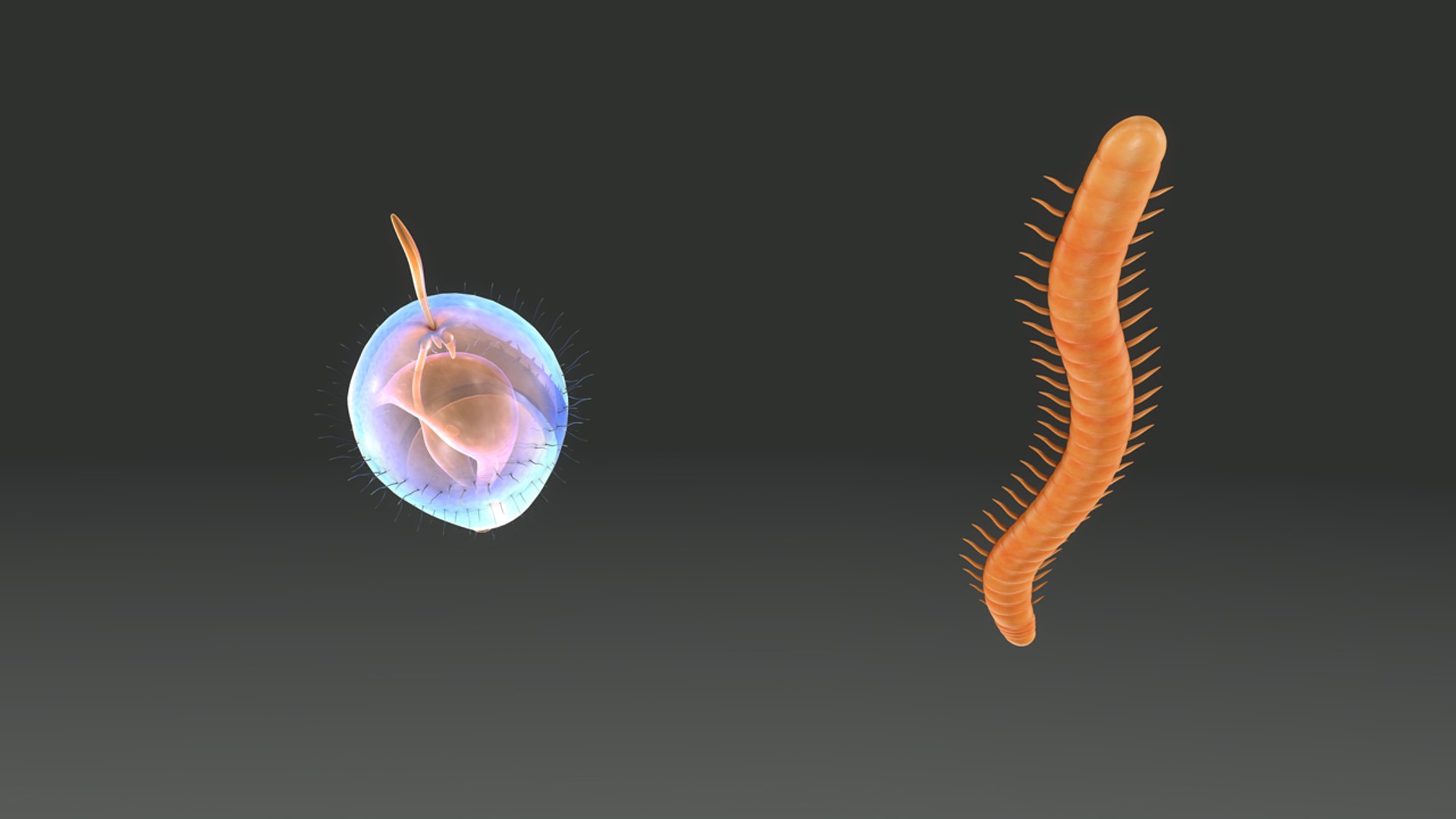 obj trochophore larva https://p.turbosquid.com/ts-thumb/Dy/DYHCJa/BCMDsmZX/b0386trochophore_top.0001/jpg/1479897893/1920x1080/fit_q87/12dafeed1eb9537b18e679b6057b9a714feadef8/b0386trochophore_top.0001.jpg