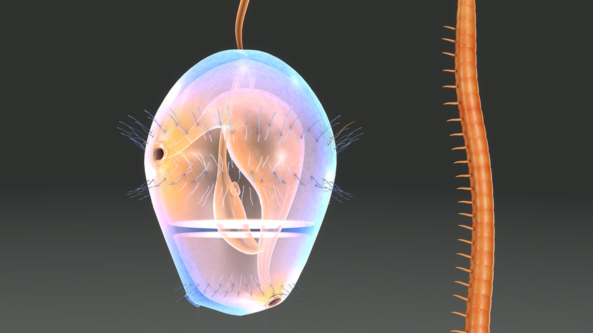 obj trochophore larva https://p.turbosquid.com/ts-thumb/Dy/DYHCJa/Nbfp9PKl/b0386trochophore_perspective.0001/jpg/1479897893/1920x1080/fit_q87/d88209dc985584328525ac7b38151c7e7b7c6046/b0386trochophore_perspective.0001.jpg