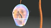 Trochophore larva