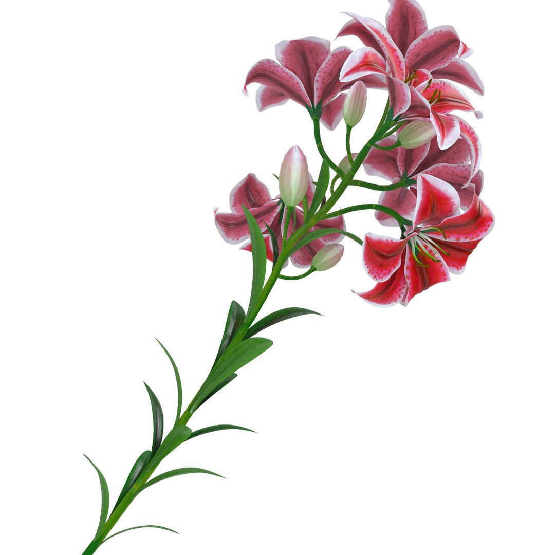 3D tiger pink lily https://p.turbosquid.com/ts-thumb/Dy/NKr5ro/0WltKXFS/flower_lily_0002/jpg/1492616208/1920x1080/fit_q87/a1e32d4aad90fa2459f47dfbb5854d5c9435554b/flower_lily_0002.jpg