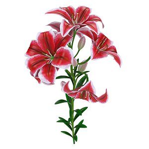 Lily tiger pink