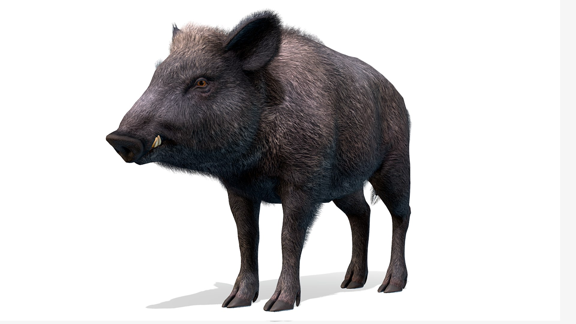 3D Wild Boar - Female model https://p.turbosquid.com/ts-thumb/Dy/Ne8sSd/6f/rf1/png/1689873016/1920x1080/fit_q87/e6453ca2d0f1fcf4d762e570b10a13e6adff0b80/rf1.jpg