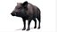 Wild Boar - Female