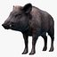 Wild Boar - Female