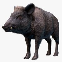 Wild Boar - Female