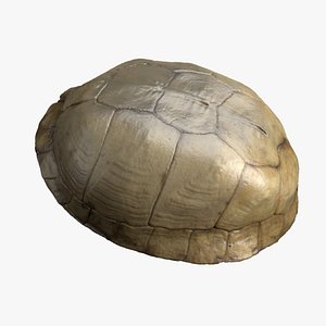 135,962 Turtle Shell Images, Stock Photos, 3D objects, & Vectors