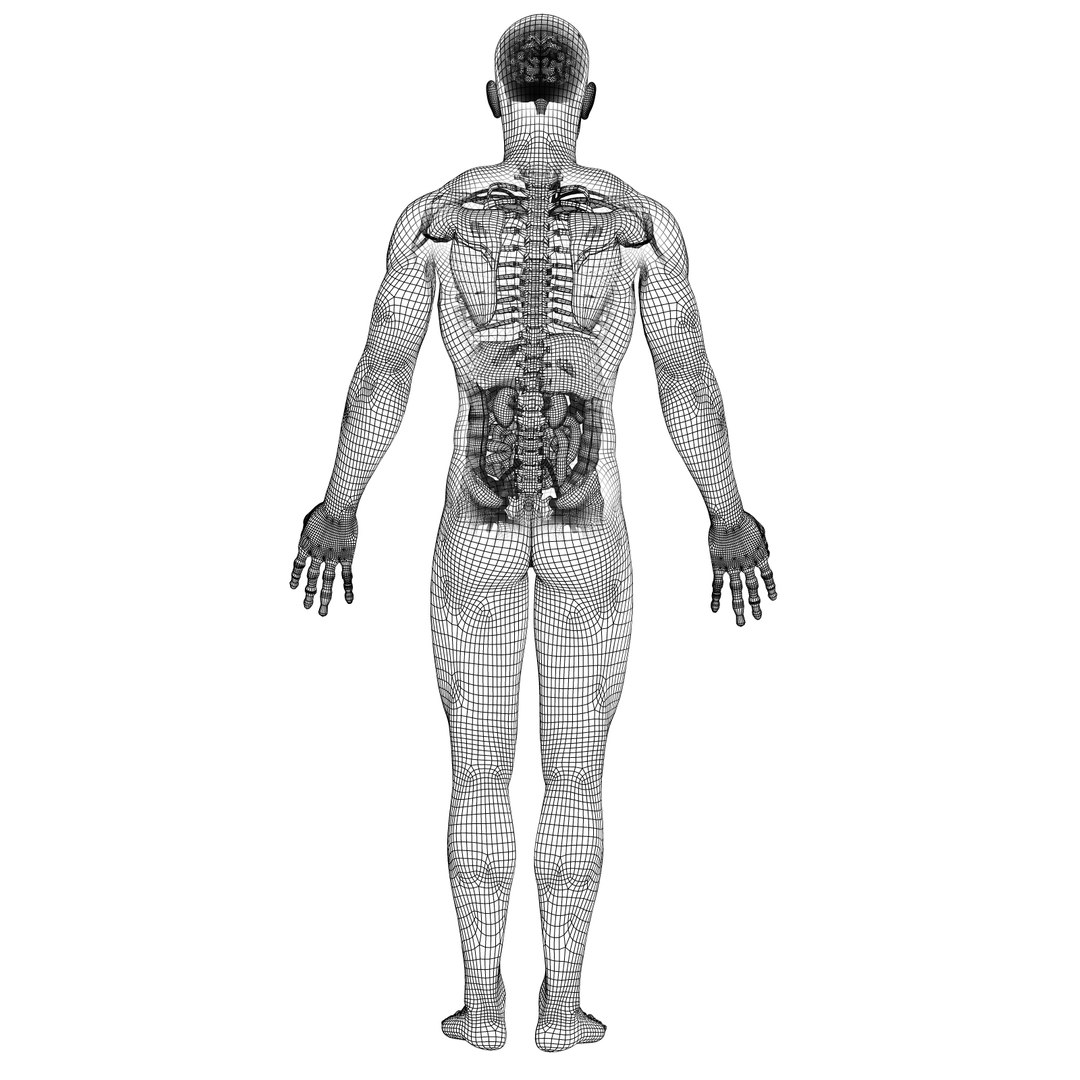 3d Human Male Anatomy Body